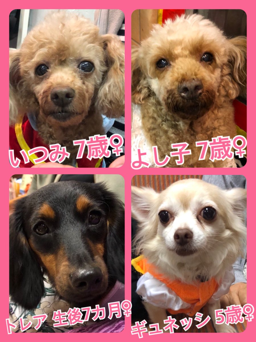 🐾今日の里親様募集中ワンコ🐶メンバーです🐾2019,10,29